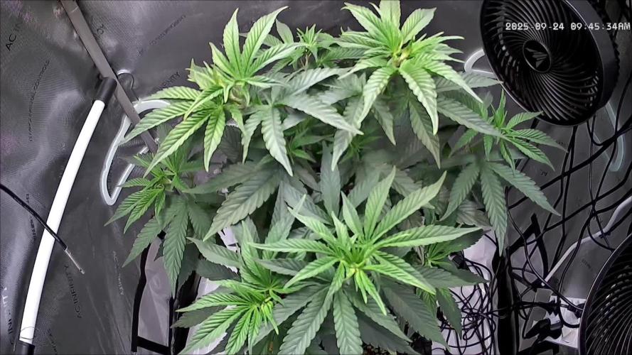 Rocko's Tropicana Cookies FF