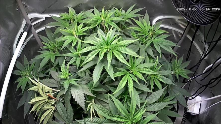 Rocko's Tropicana Cookies FF