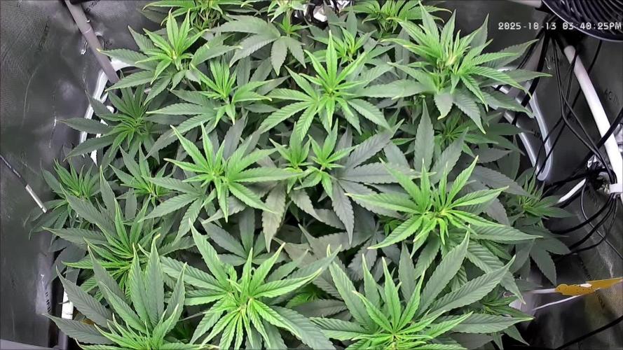 Rocko's Tropicana Cookies FF