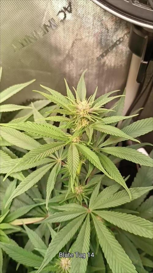 Rocko's Tropicana Cookies FF