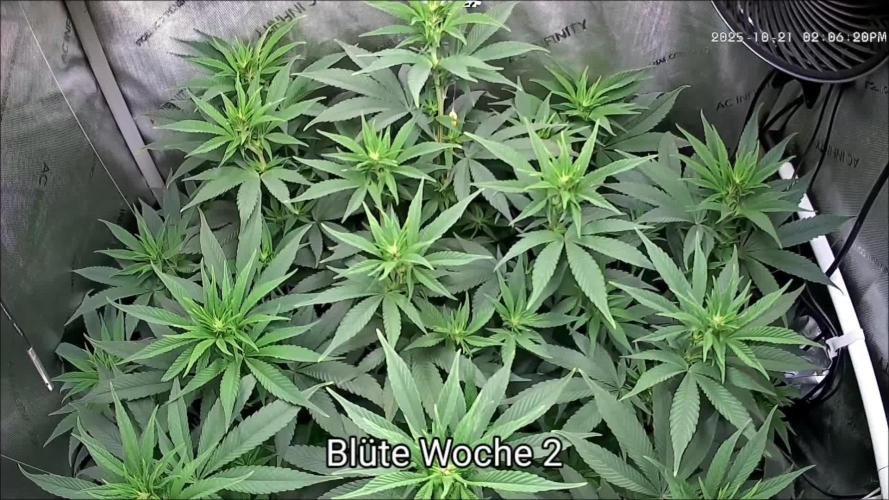 Rocko's Tropicana Cookies FF