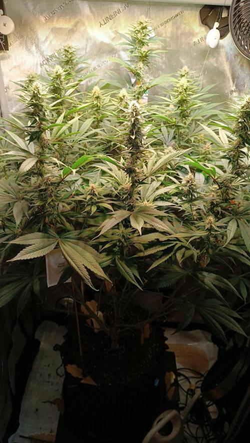 Rocko's Tropicana Cookies FF. Week 11 - Blüte Tag 21 