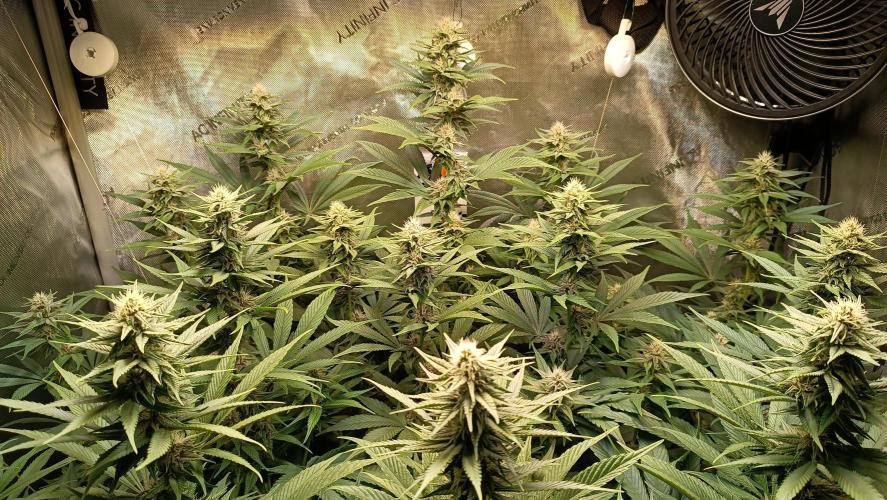 Rocko's Tropicana Cookies FF. Week 11 - Blüte Tag 21 