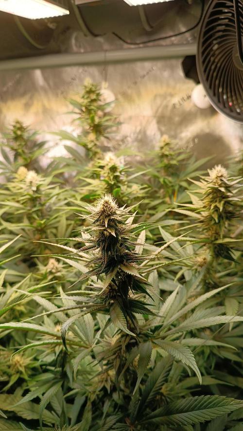 Rocko's Tropicana Cookies FF. Week 11 - Blüte Tag 21 