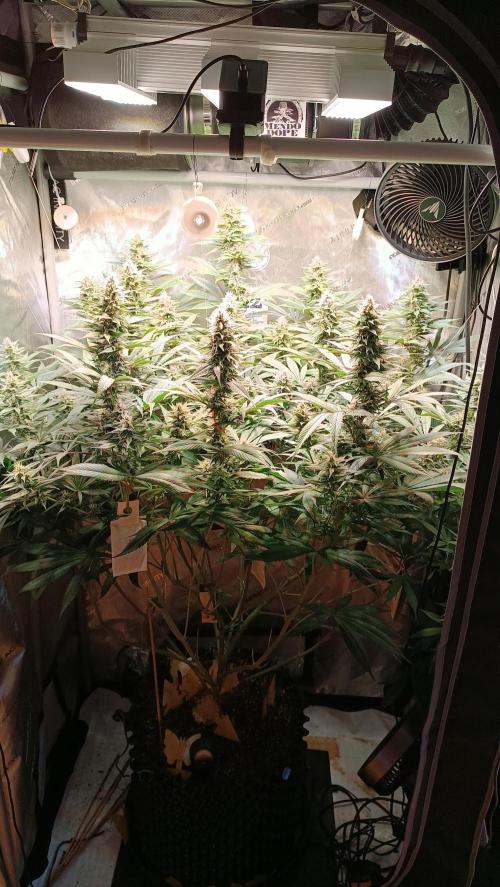 Rocko's Tropicana Cookies FF. Week 12 - Blüte Tag 28