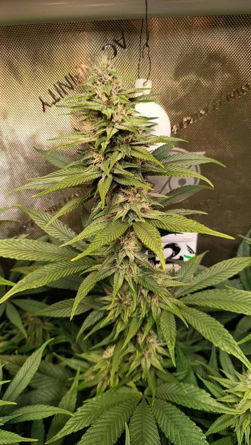 Rocko's Tropicana Cookies FF. Week 12 - BT 28 