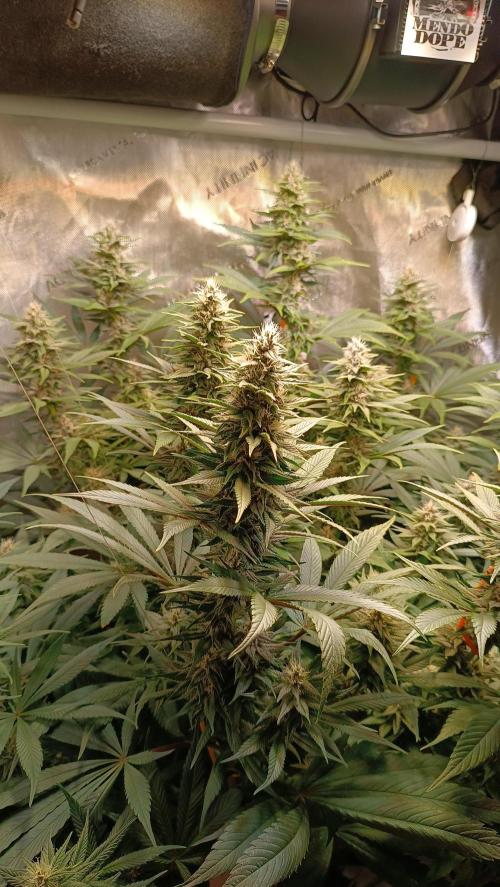 Rocko's Tropicana Cookies FF. Week 12 - BT 28 