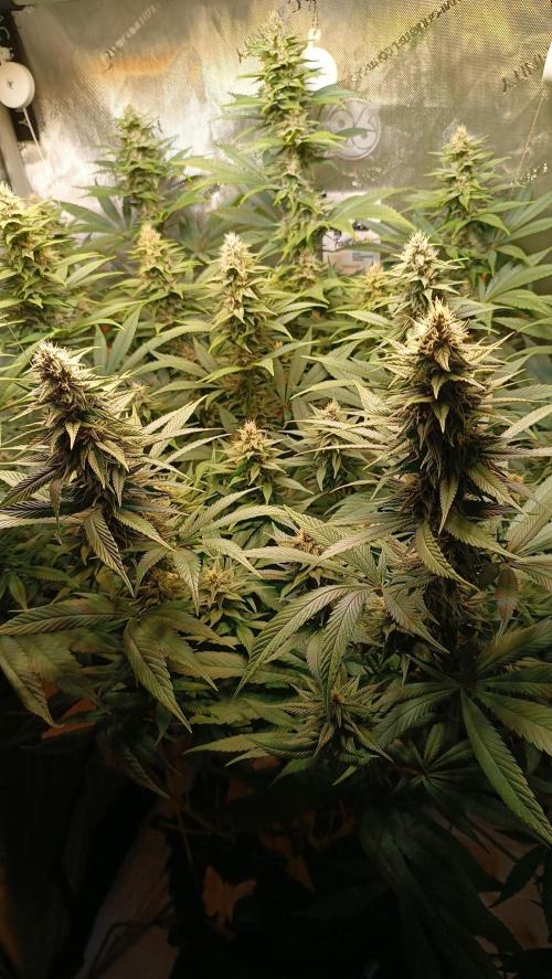 Rocko's Tropicana Cookies FF. Week 12 - BT 28 