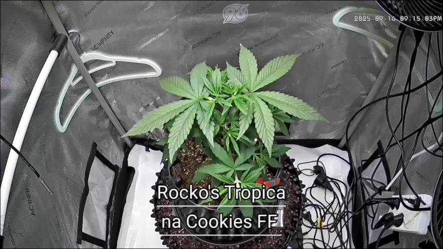 Rocko's Tropicana Cookies FF