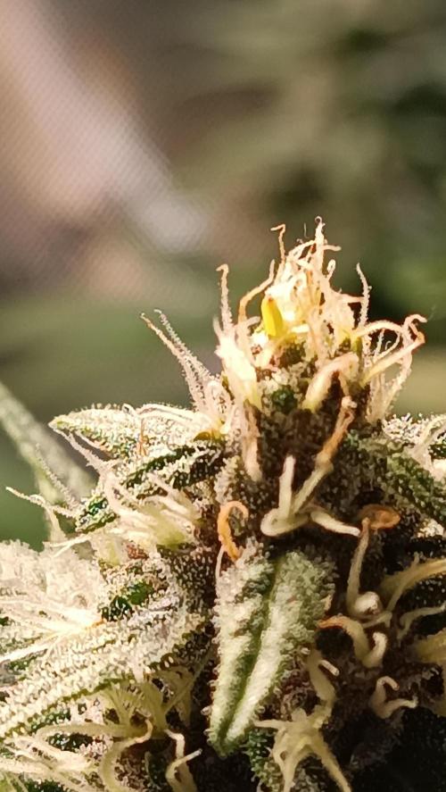 Rocko's Tropicana Cookies FF. Week 12 - BT 30 Zwitter Alarm 