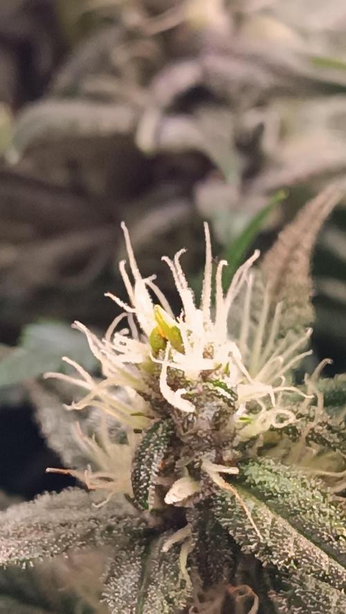 Rocko's Tropicana Cookies FF. Week 12 - BT 30 Zwitter Alarm 