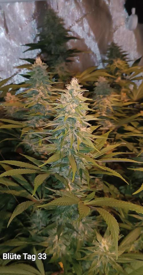 Rocko's Tropicana Cookies FF. Week 12 - BT 33 