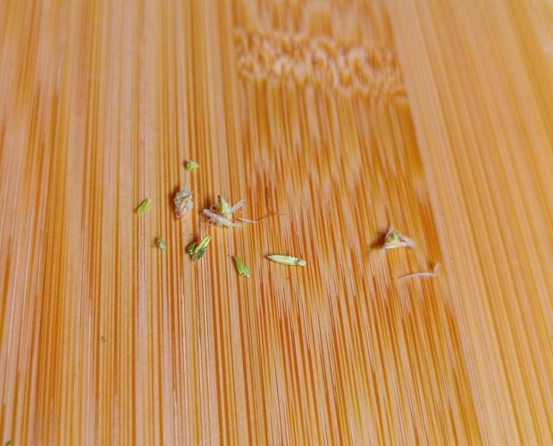 Rocko's Tropicana Cookies FF. Week 12 - BT 30 Zwitter Alarm 
 Das ist nicht schön 😔