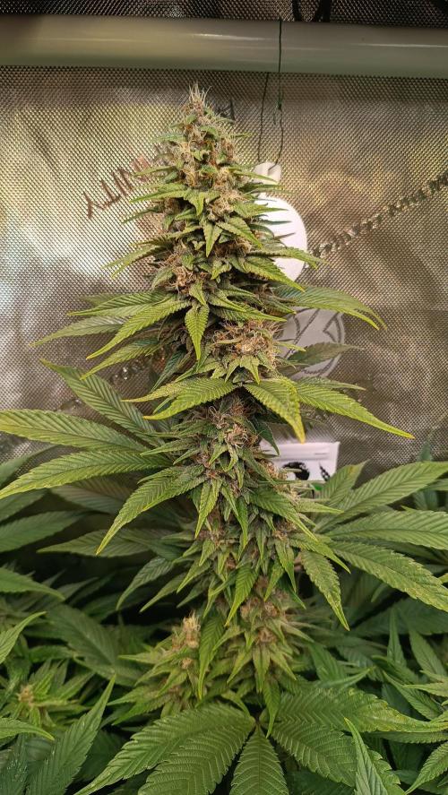 Rocko's Tropicana Cookies FF. Week 13 - BT 35 