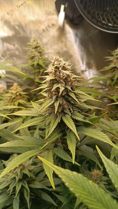 Rocko's Tropicana Cookies FF. Week 13 - BT 35 