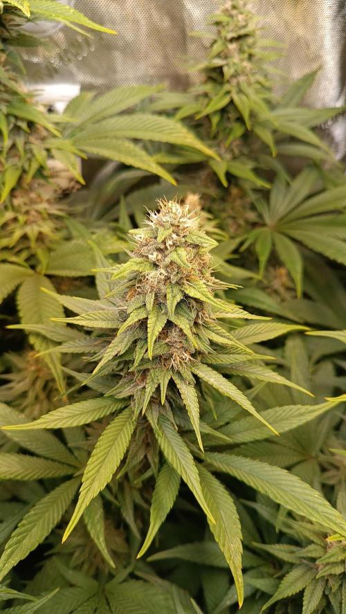 Rocko's Tropicana Cookies FF. Week 13 - BT 35 