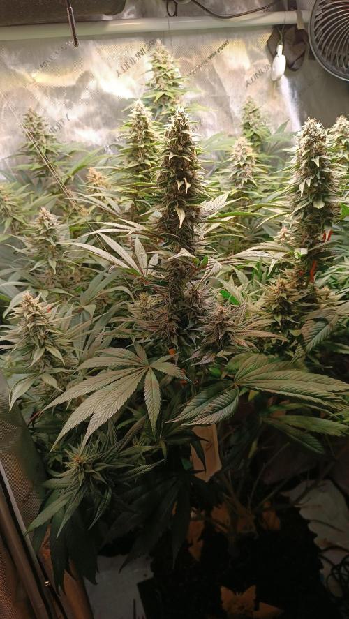 Rocko's Tropicana Cookies FF. Week 13 - BT 35 