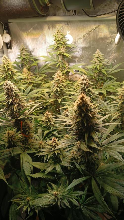 Rocko's Tropicana Cookies FF. Week 13 - BT 35 