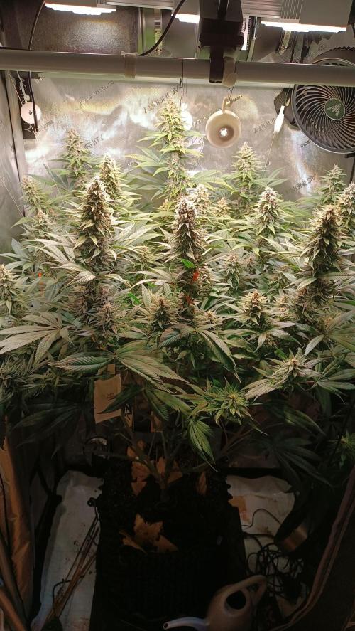 Rocko's Tropicana Cookies FF. Week 13 - BT 35