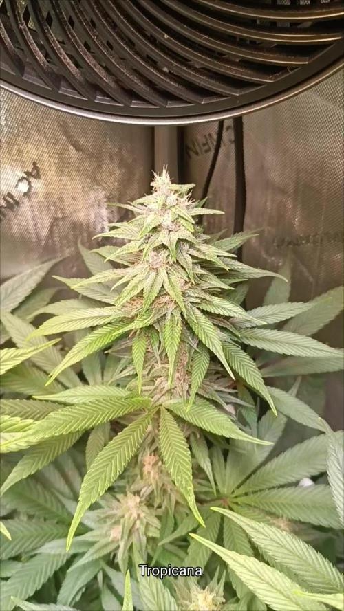 Rocko's Tropicana Cookies FF