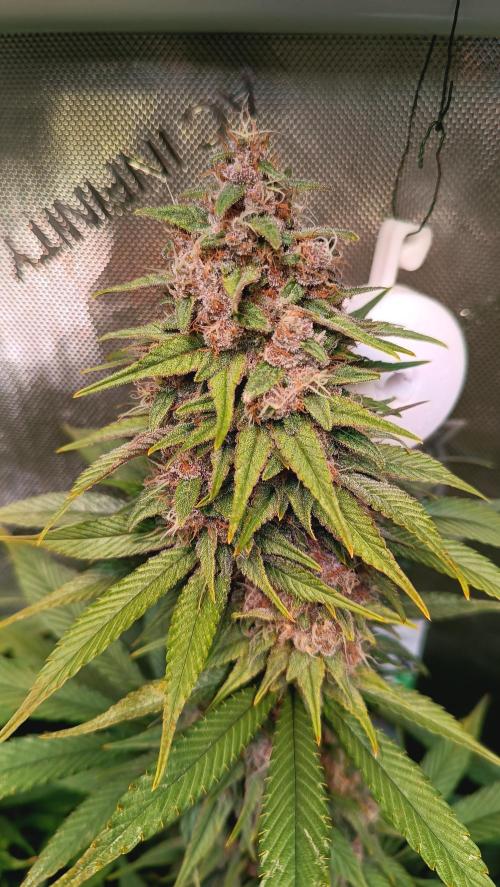 Rocko's Tropicana Cookies FF. Week 14 - BT 42 