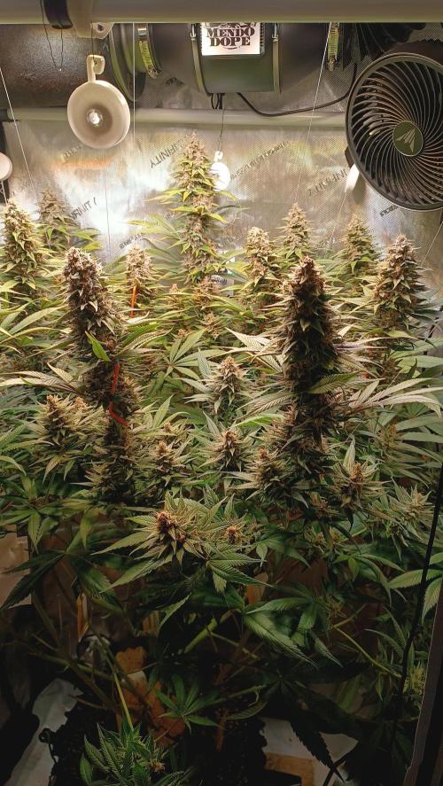 Rocko's Tropicana Cookies FF. Week 14 - BT 42 