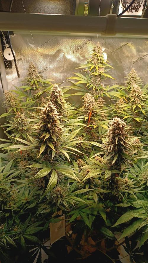 Rocko's Tropicana Cookies FF. Week 14 - BT 42 