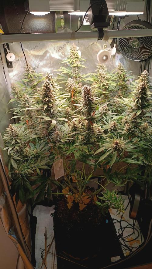 Rocko's Tropicana Cookies FF. Week 14 - BT 42