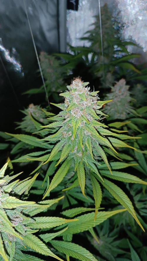 Rocko's Tropicana Cookies FF. Week 14 - BT 42 