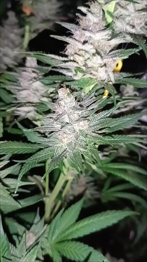 Rocko's Tropicana Cookies FF