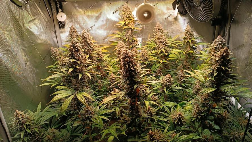 Rocko's Tropicana Cookies FF. Week 15 - BT 49