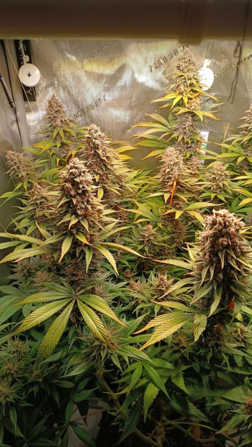 Rocko's Tropicana Cookies FF. Week 15 - BT 49