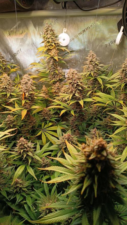 Rocko's Tropicana Cookies FF. Week 15 - BT 49 