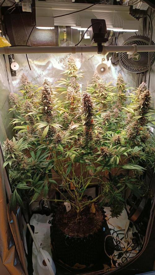 Rocko's Tropicana Cookies FF. Week 15 - BT 49 