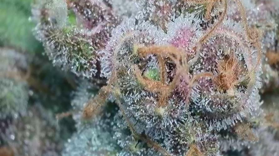 Rocko's Tropicana Cookies FF. Week 15 - BT 49 