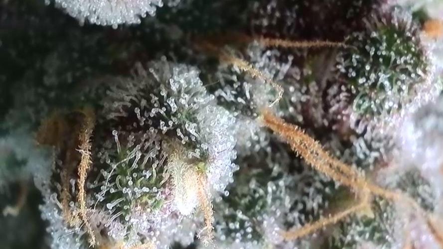 Rocko's Tropicana Cookies FF. Week 15 - BT 49 