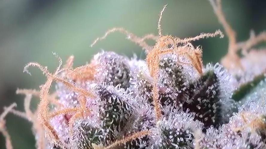 Rocko's Tropicana Cookies FF. Week 15 - BT 49 