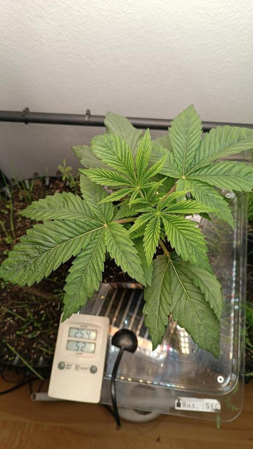 Rocko's Dutch Passion Double Run. Week 4 - WG 33 Tag 21