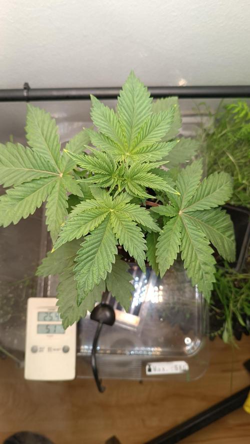 Rocko's Dutch Passion Double Run. Week 4 - TSK Tag 21