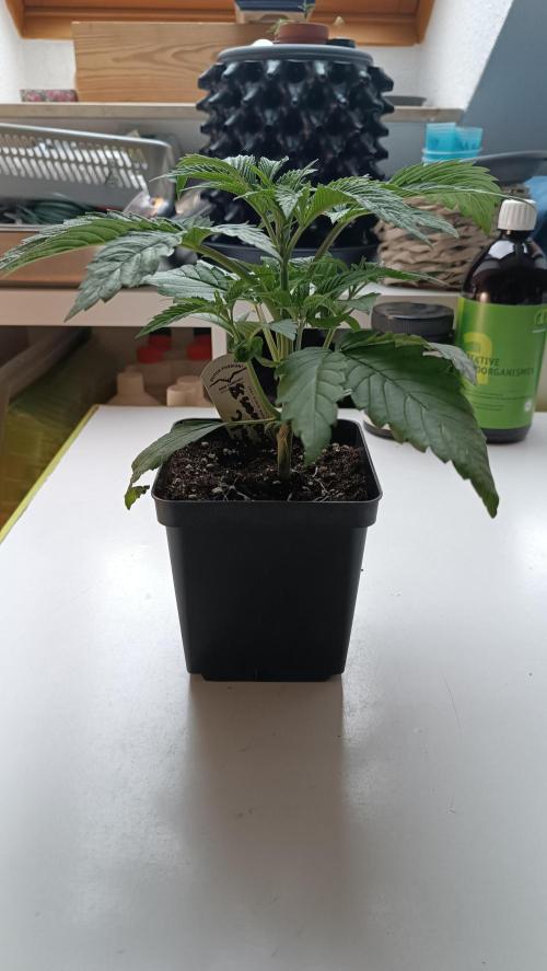 Rocko's Dutch Passion Double Run. Week 4 - WG 33 Tag 21