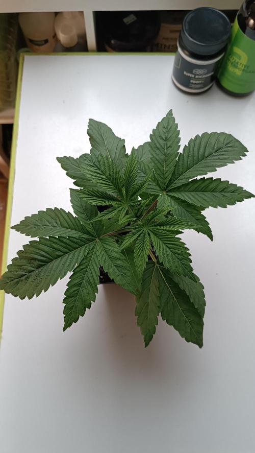 Rocko's Dutch Passion Double Run. Week 4 - WG 33 Tag 21