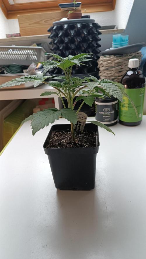 Rocko's Dutch Passion Double Run. Week 4 - TSK Tag 21