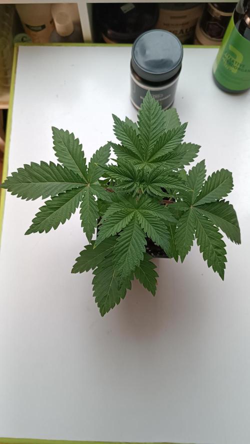 Rocko's Dutch Passion Double Run. Week 4 - TSK Tag 21