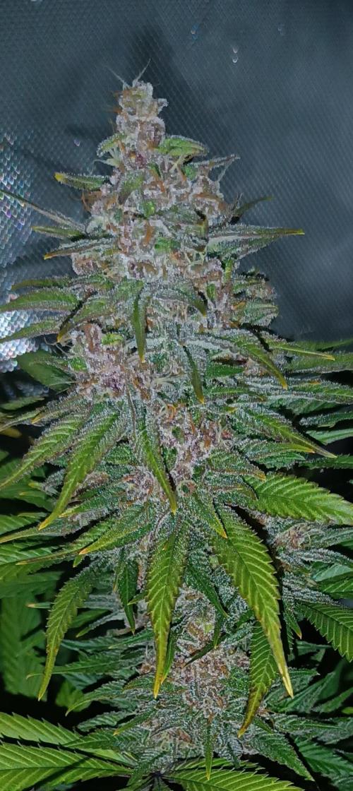 Rocko's Tropicana Cookies FF. Week 15 - BT 50