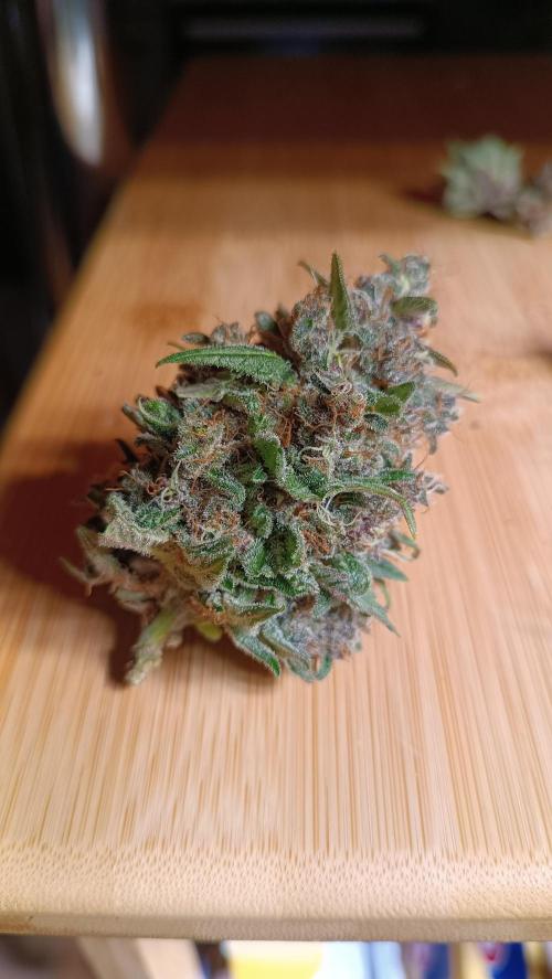 Rocko's Tropicana Cookies FF. Week 15 - Das war zu retten 