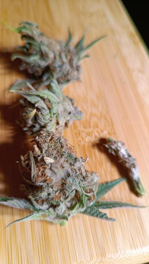 Rocko's Tropicana Cookies FF. Week 15 - Schimmel 