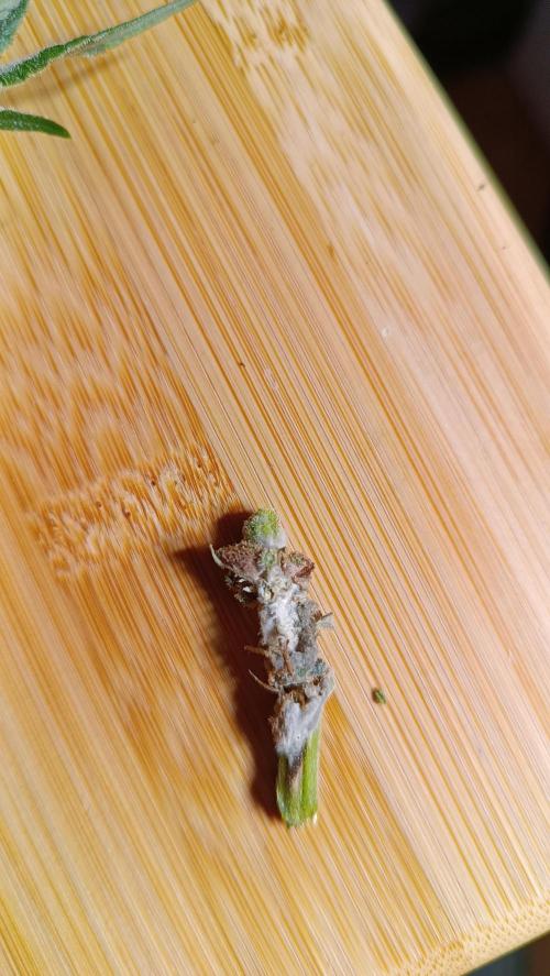 Rocko's Tropicana Cookies FF. Week 15 - Schimmel 