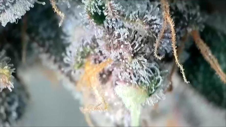 Rocko's Tropicana Cookies FF