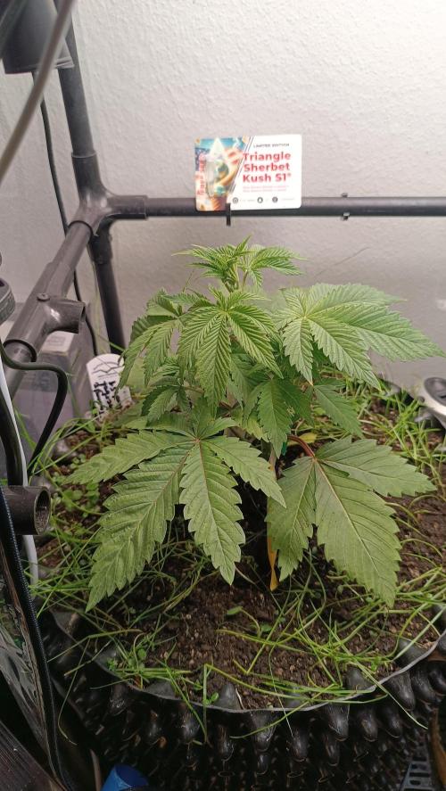 Rocko's Dutch Passion Double Run. Week 4 - TSK Tag 24