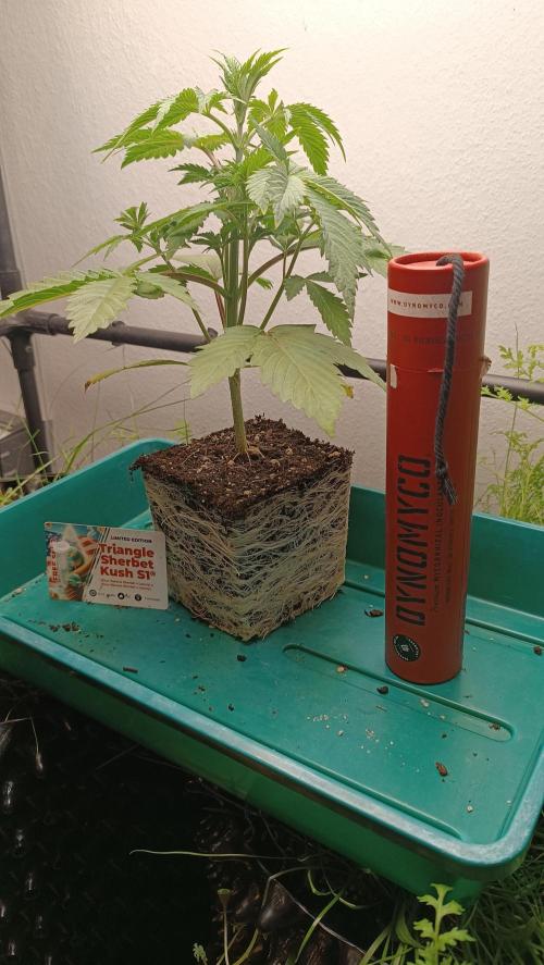 Rocko's Dutch Passion Double Run. Week 4 - TSK Tag 24